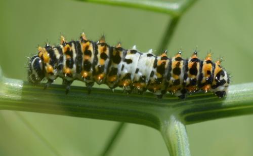 Papilio machaon
